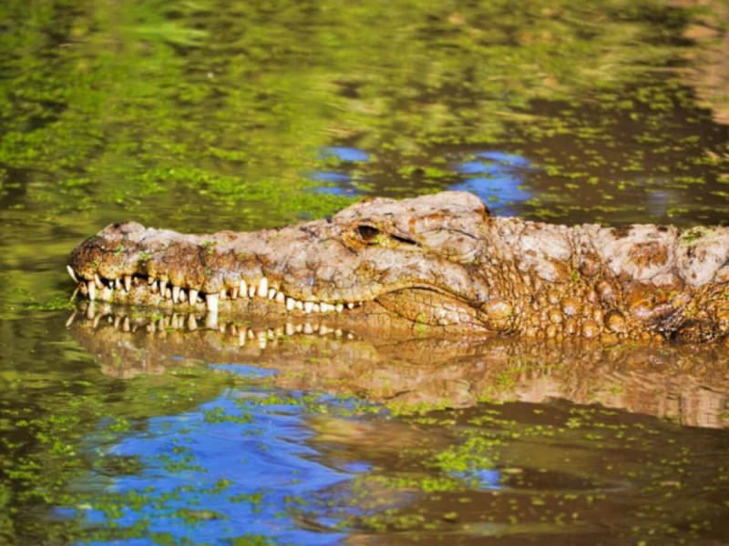 Krokodýl ve vodě s tlamou nad hladinou.