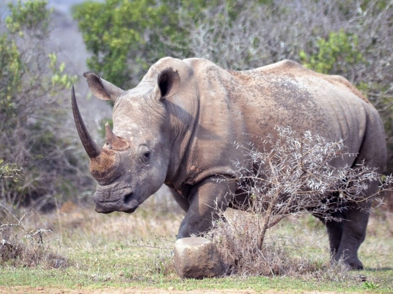 Nosorožec v Krugerově národním parku.
