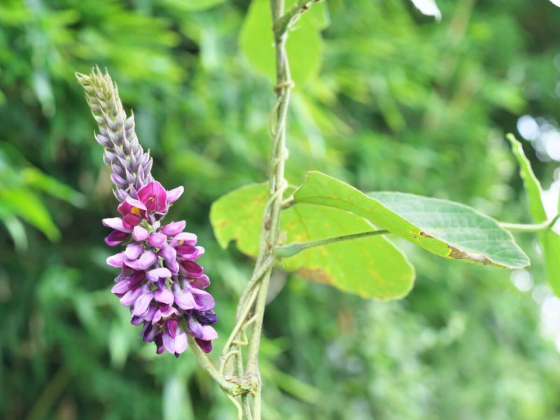 Fialová rostlinka kudzu.