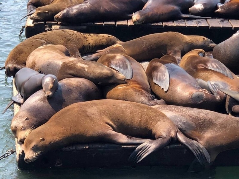 Odpočívající lachtani na Pier 39.