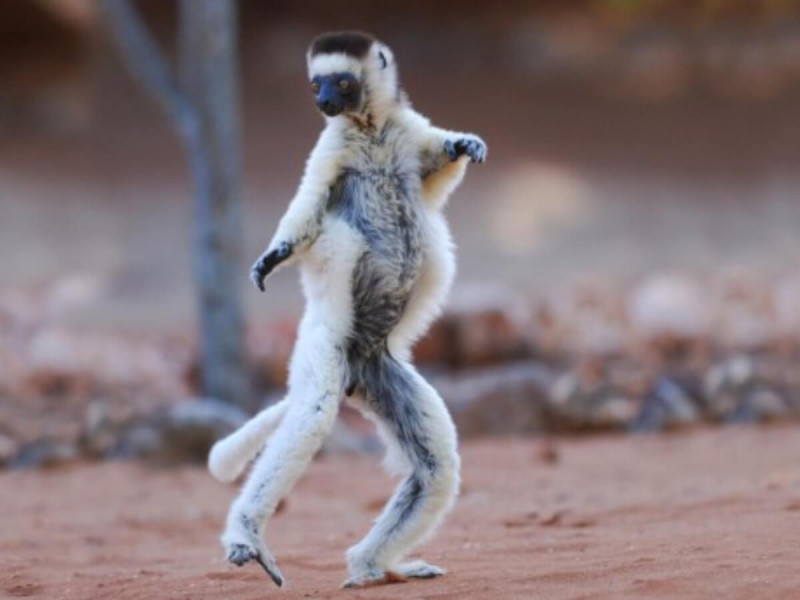 Lemur na Madagaskaru.