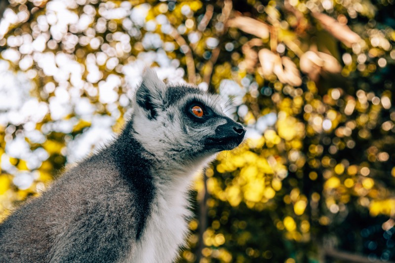 Lemur zblízka