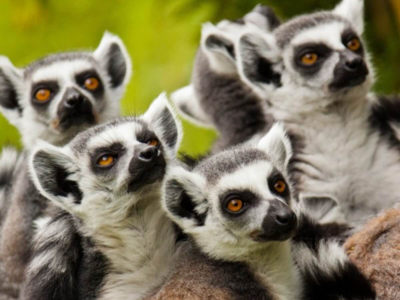 Lemuři na Madagaskaru.