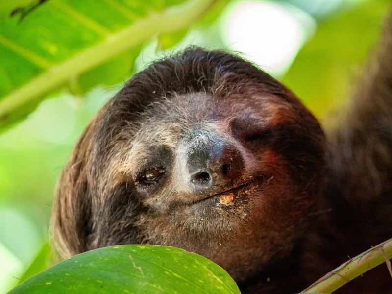 Lenochod odpočívající mezi velkými zelenými listy v tropické vegetaci.