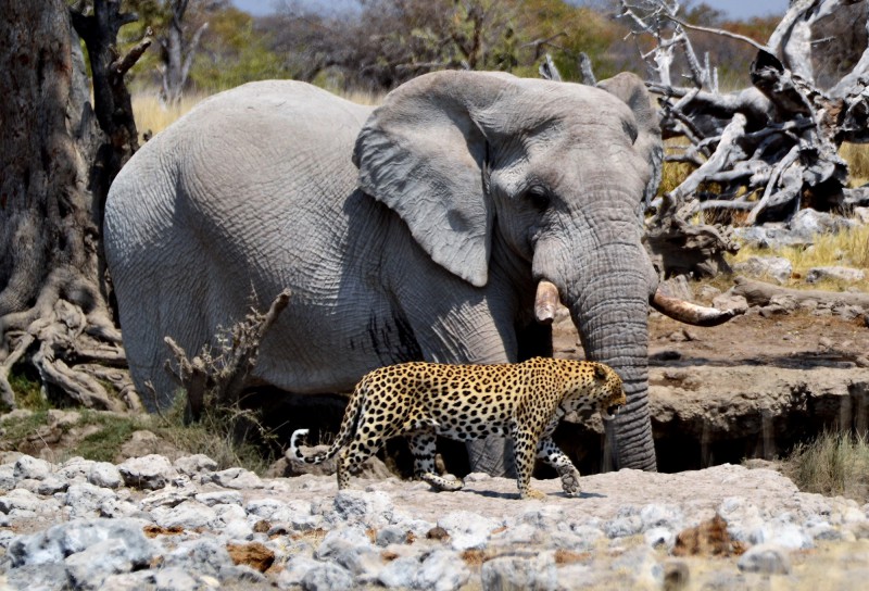 na safari v jižní Africe