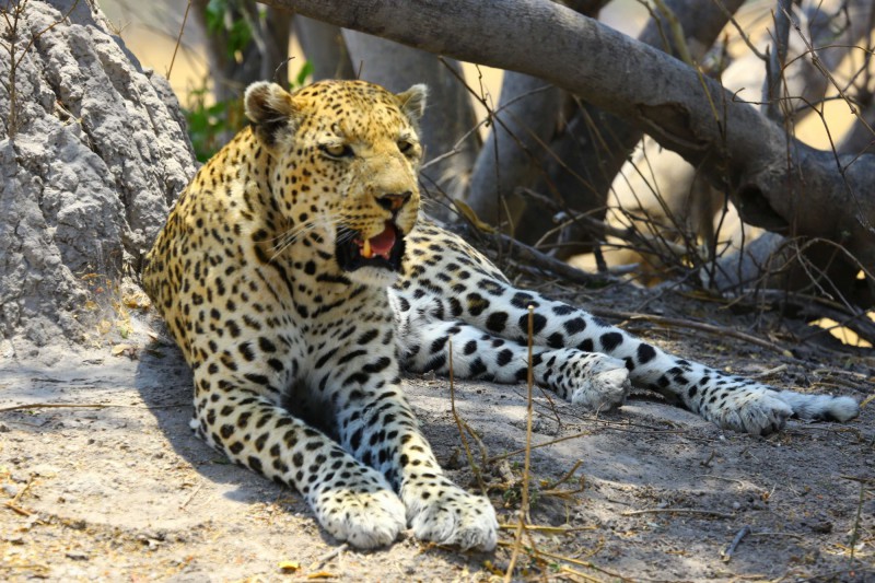 Leopard odpočívající po boji