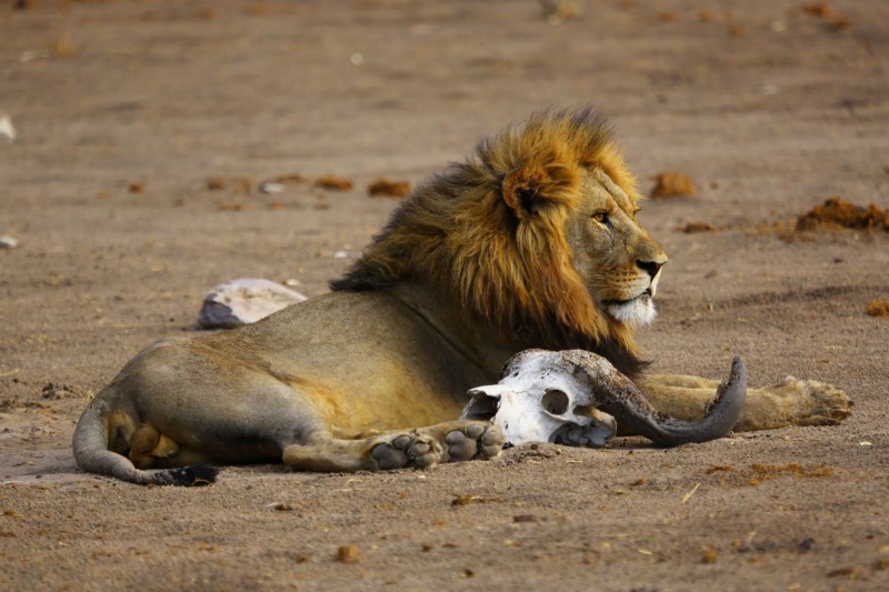 Oddechující lev v Botswaně.