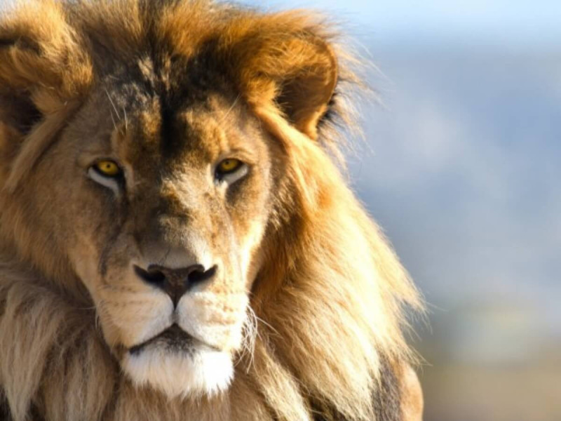 Lev na africkém safari.