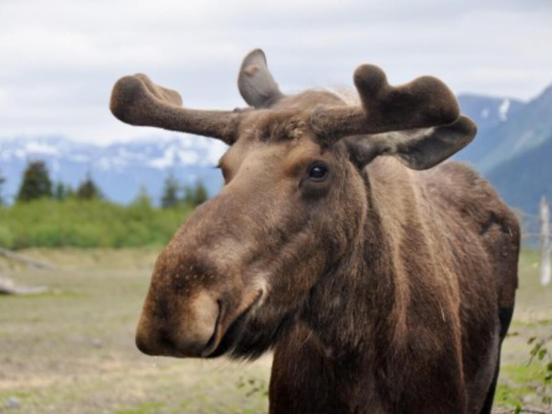 Majestátní los v horách na Aljašce.
