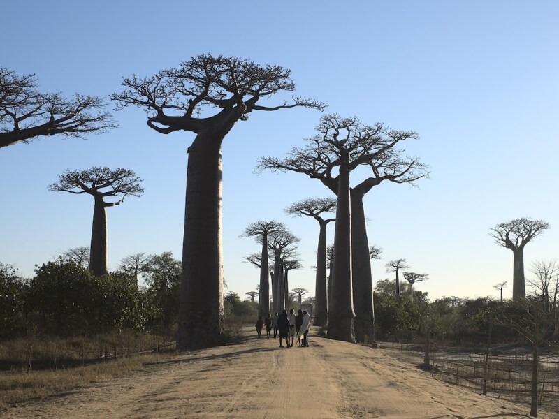 Avenue du Baobab v Madagaskaru.