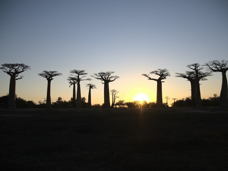 Baobaby při západu slunce v Madagaskaru.
