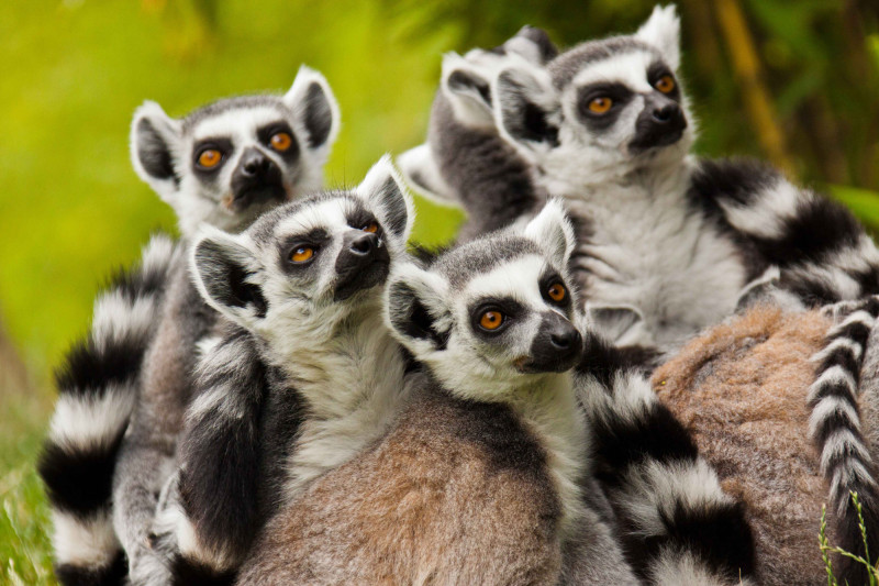 Setkání zblízka s ikonami Madagaskaru – lemuři, kteří žijí pouze na tomto ostrově. 