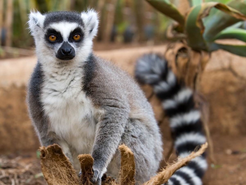 Lemur v Madagaskarském pralese.