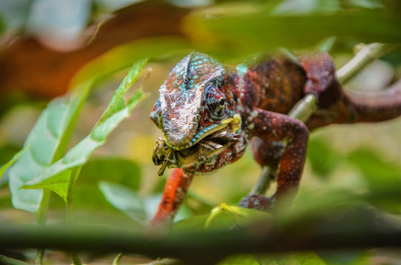 Barevný chameleon loví kořist v korunách stromů na Madagaskaru.