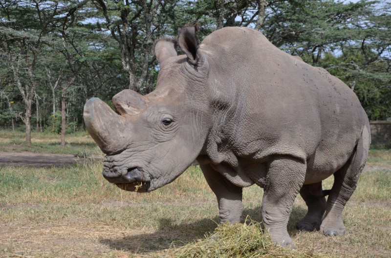 poslední nosorozec Sudán, Keňa