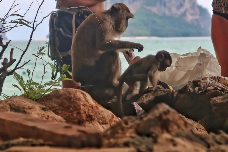 Makakové v Ao Nang.