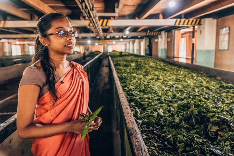 Prohlídka místní čajové fabriky.