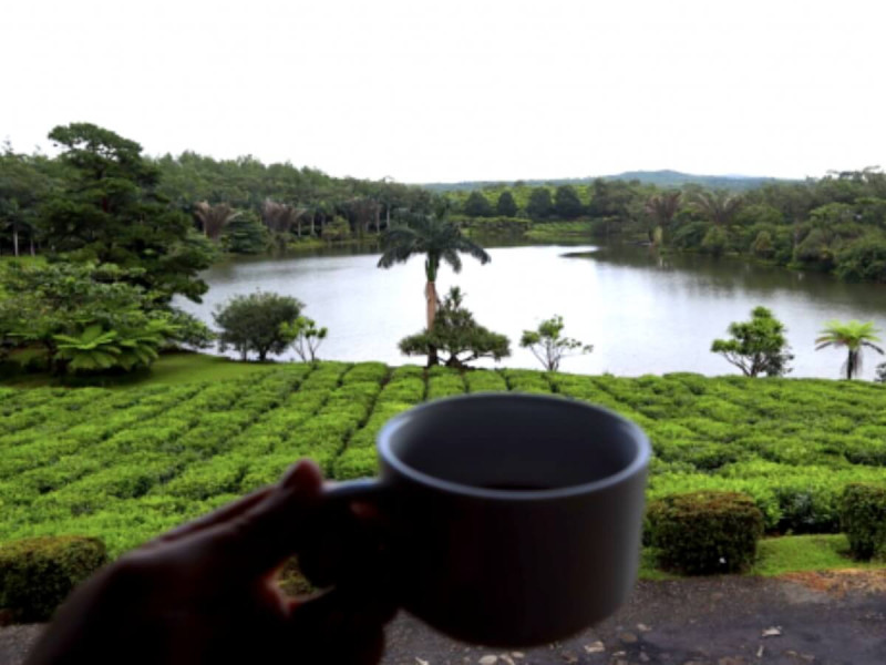 Šálek čaje v čajovně na Mauriciu.