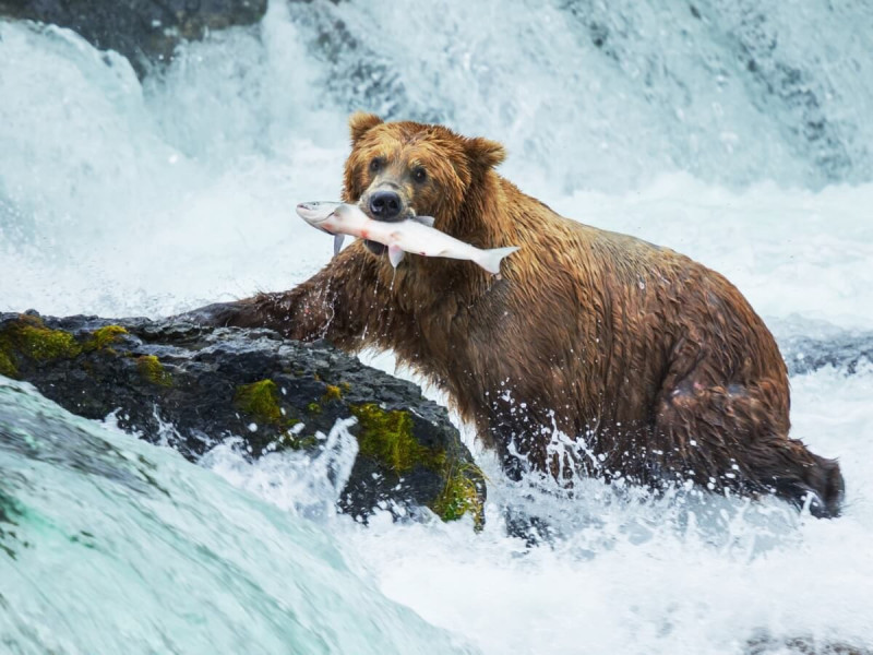 Medvěd grizzly s rybou v tlamě.