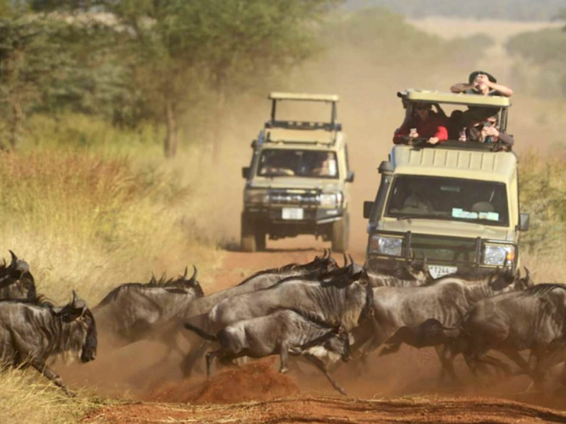 Velká migrace pakoňů v Masai Mara.