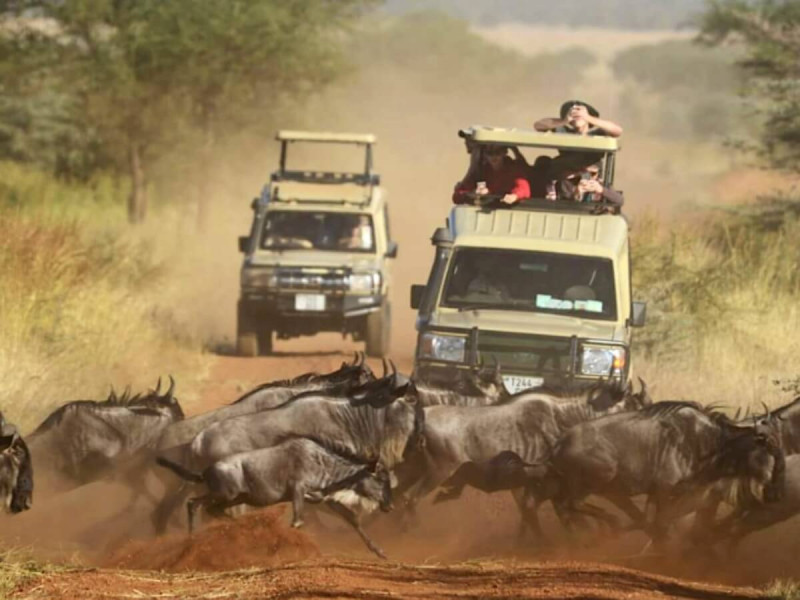 Velká migrace pakoňů v Masai Mara.