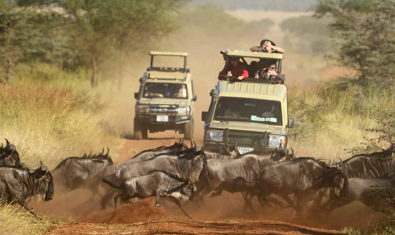 Velká migrace pakoňů v Masai Mara.