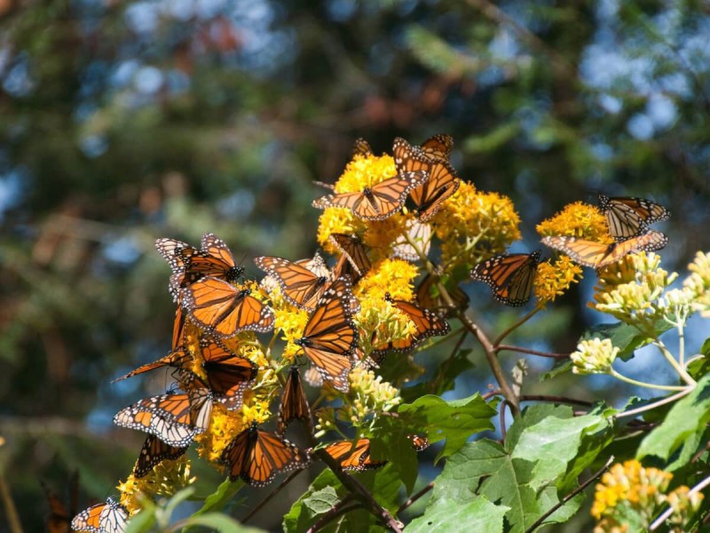 Motýli druhu Monarcha stěhovavý na stromě v Michoacán.