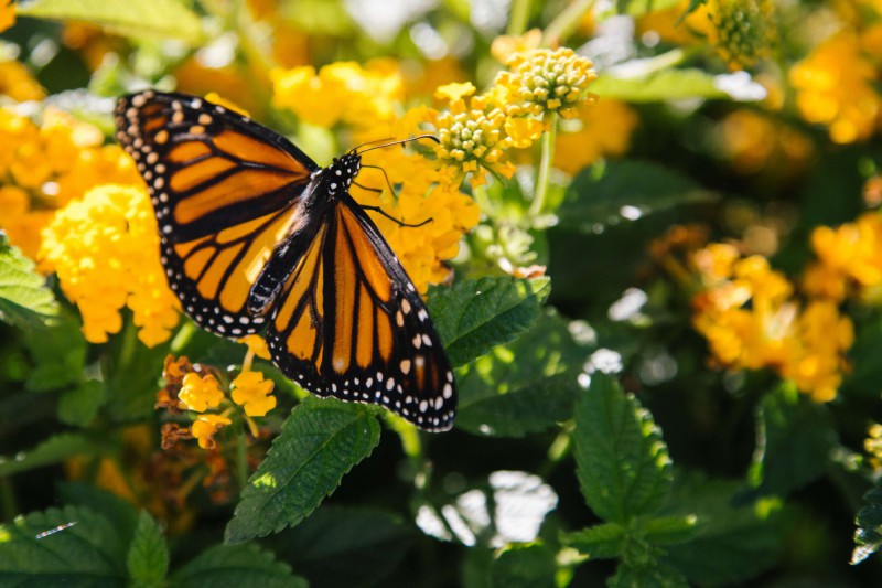 Motýl Monarcha stěhovavý