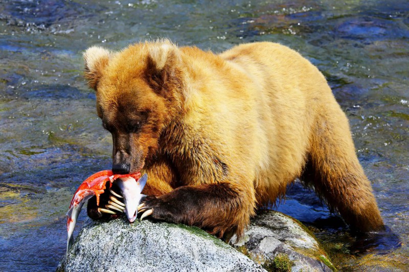 Medvěd na Aljašce požírá lososa.
