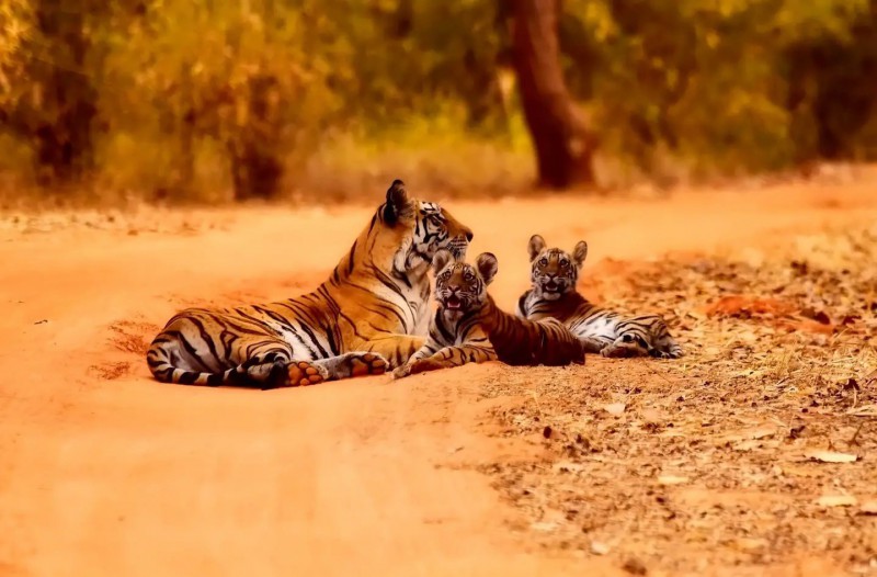 Tygřice s mláďaty.