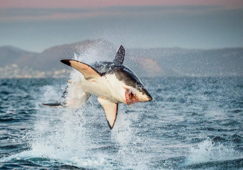Žralok vyskakující z vody při lovu.