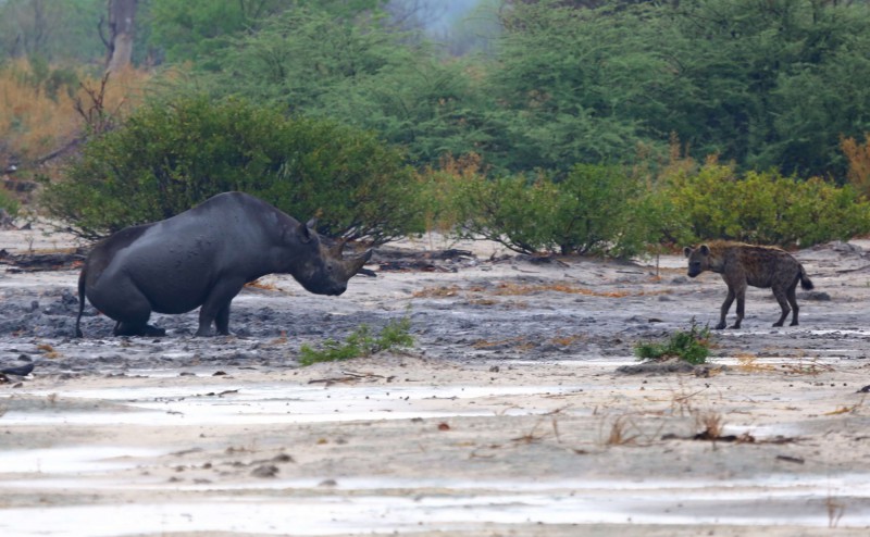 Střet nosorožce a hyeny