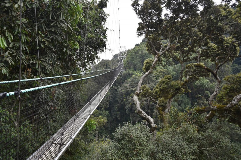 Národní park Nyungwe Forest