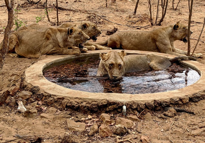 Lev ve vodě vedle ostatních odpočívajících lvů