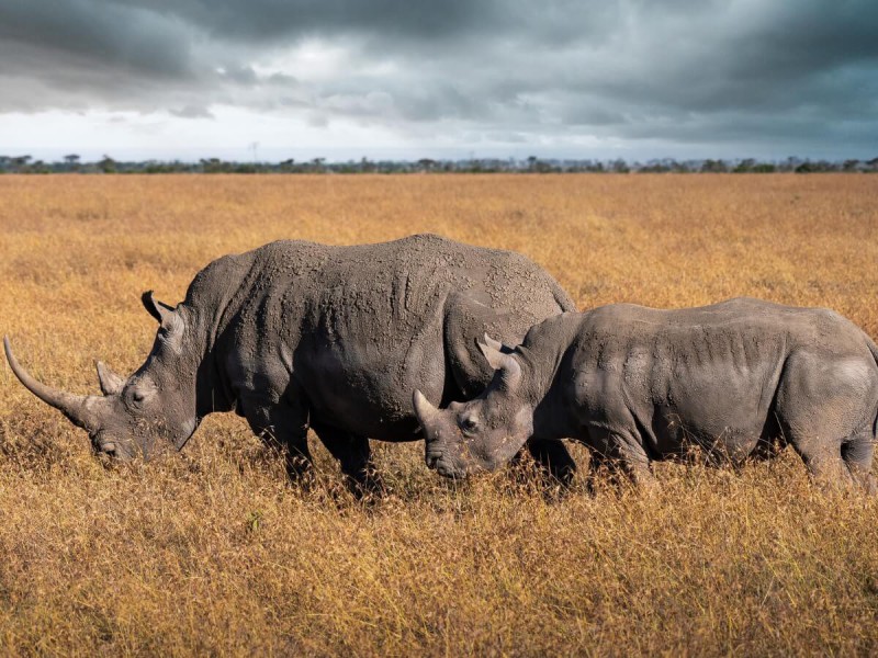 Nosorožci v rezervaci Ol Pejeta Conservancy.