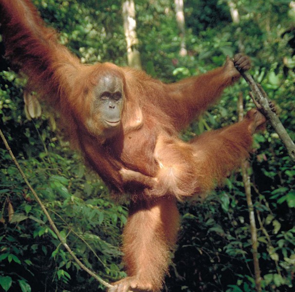 Orangutan na stromě