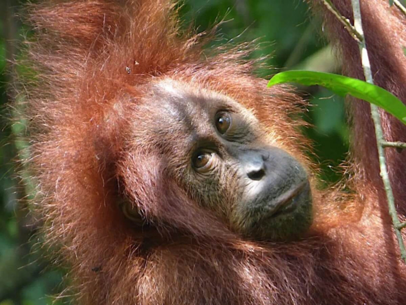 Orangutan v Bukit Lawang na Sumatre.