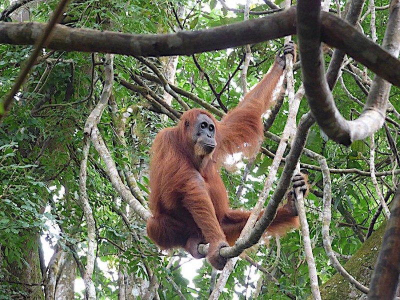 Orangutan na Sumatře.