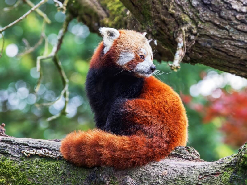Panda červená s dlouhým huňatým ocasem sedící na větvi stromu.