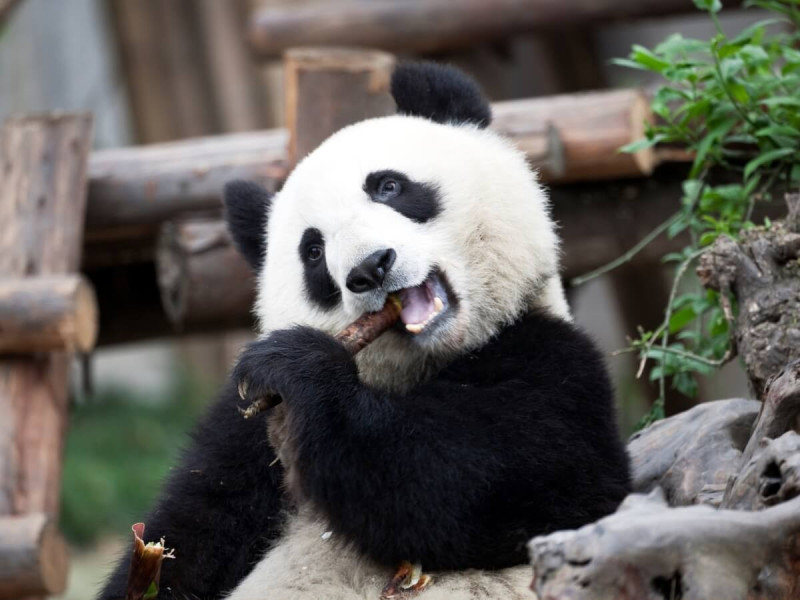 Panda s bambusovou hůlkou v Chengdu v Číně.