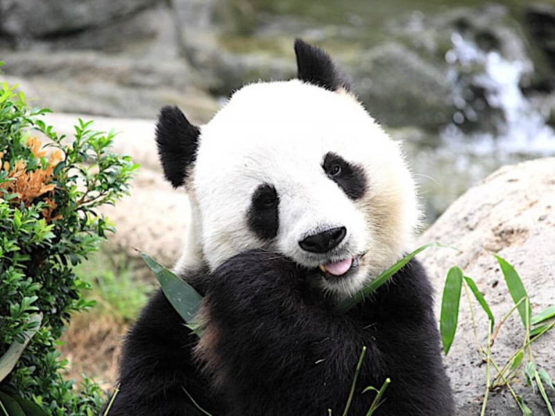 Panda s bambusovým listem v Ocean Parku v Číně.