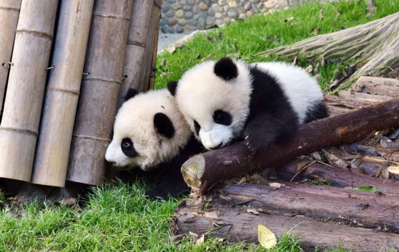 Pandí mláďata.