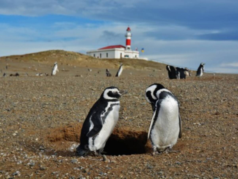 Malí tučňáci magellanští v Patagonii.