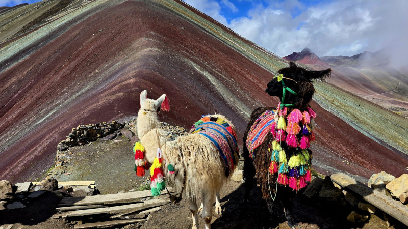Lama na Duhové hoře Vinicunca nedaleko Cuzca v Peru.