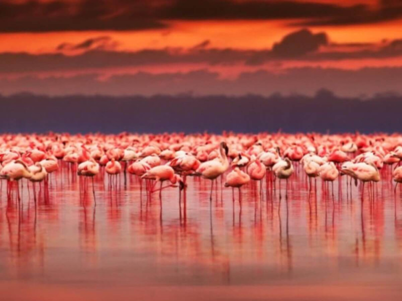 Plameňáci v jezeře Nakuru při západu slunce.