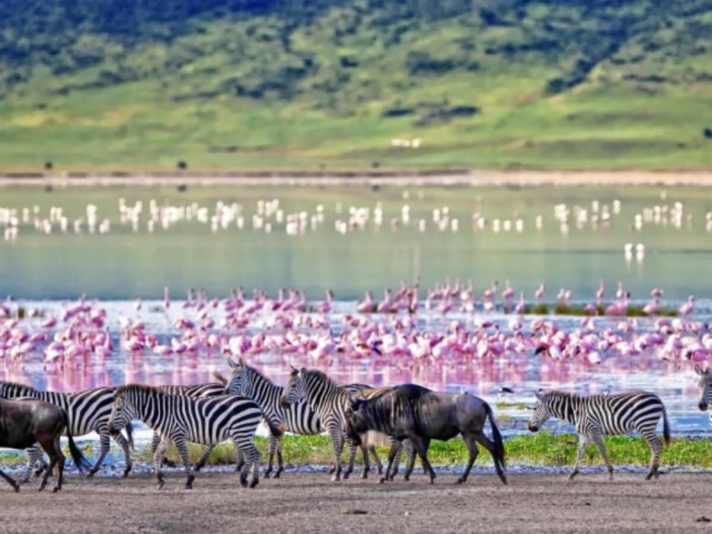 Plameňáci a zebry u jezera v národním parku Ngorongoro.