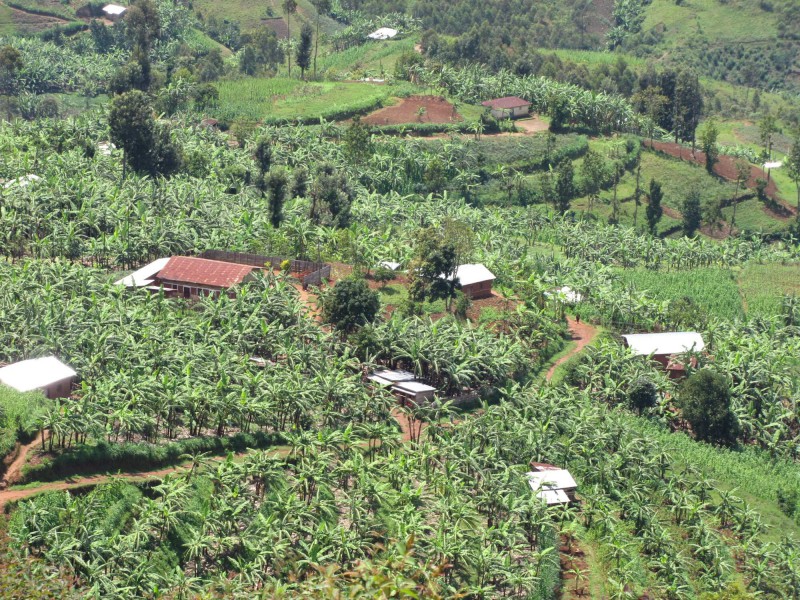 Plantáže v blízkosti jezera Kivu