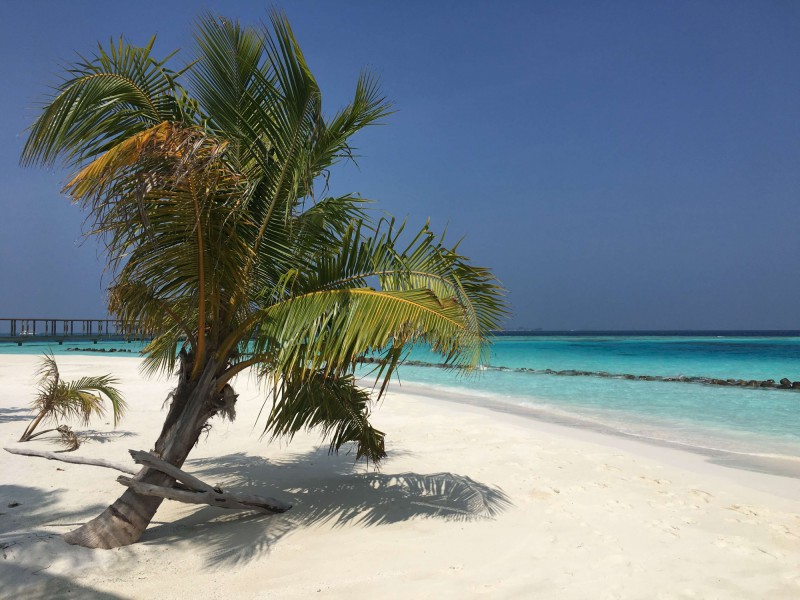 Pláž s palmou na Maledivách.