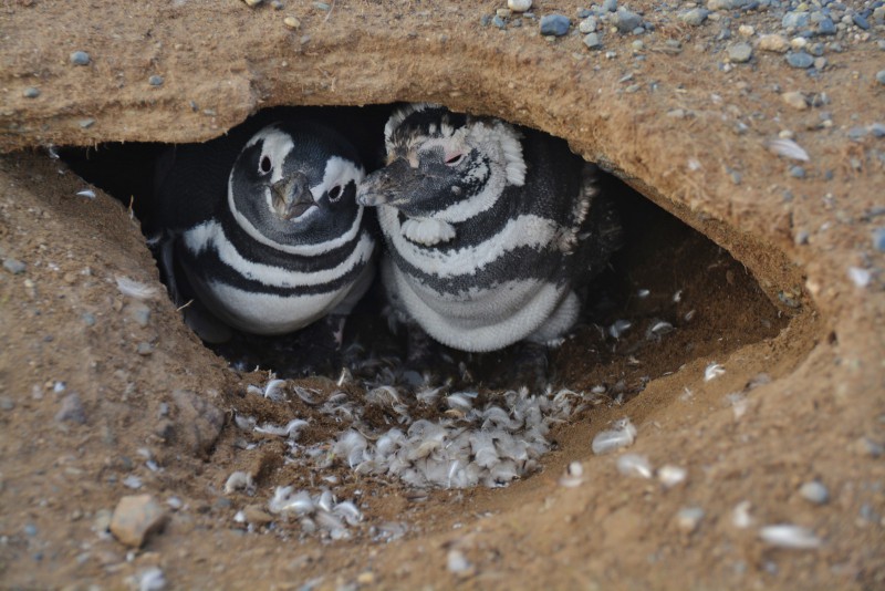 tučňáci Magelanští