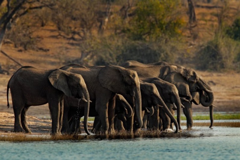 safari, Botswana